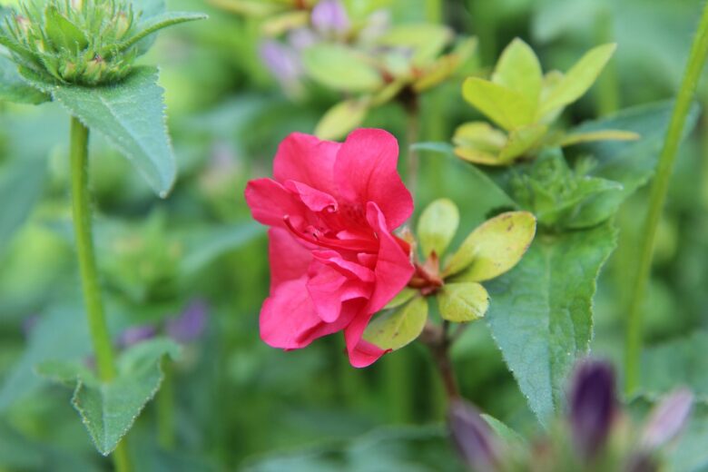 Azalea