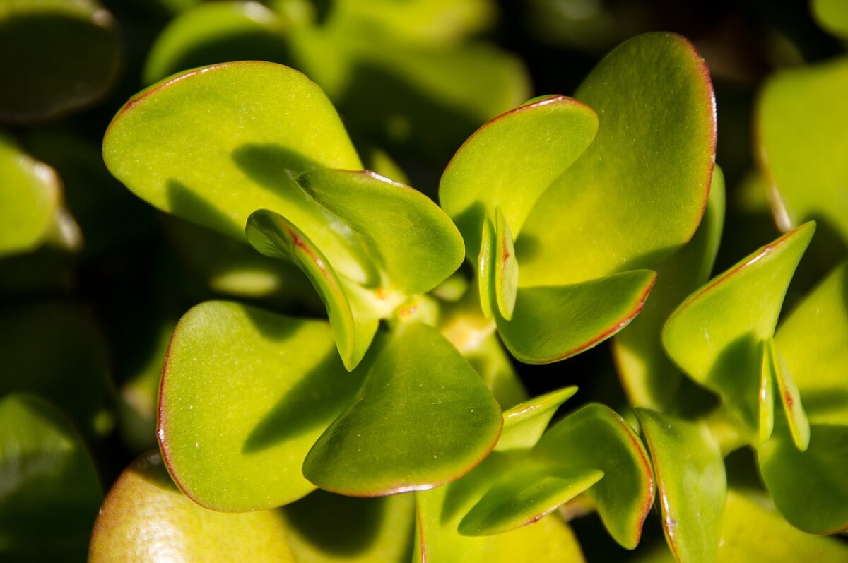 Crassula Crassula