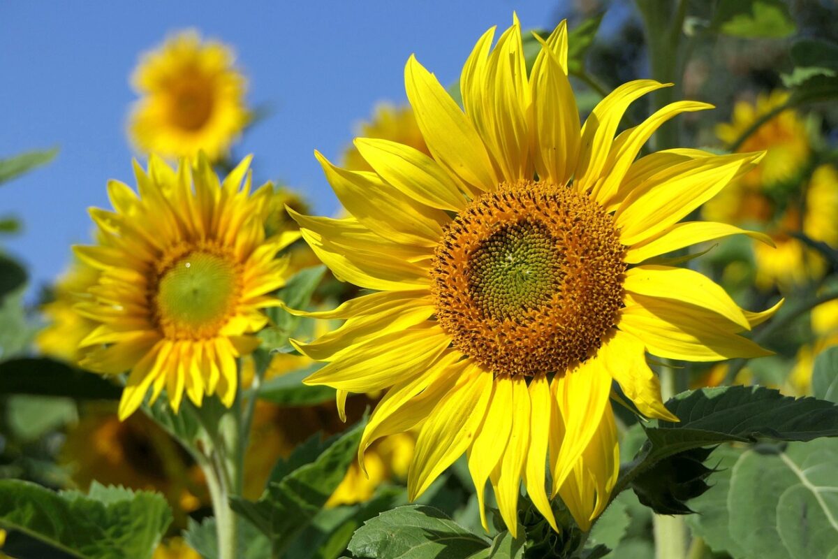 Girasole Girasole