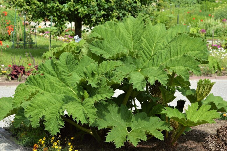 Gunnera