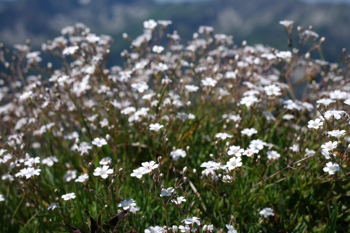Lippia, Repens Lippia, Repens
