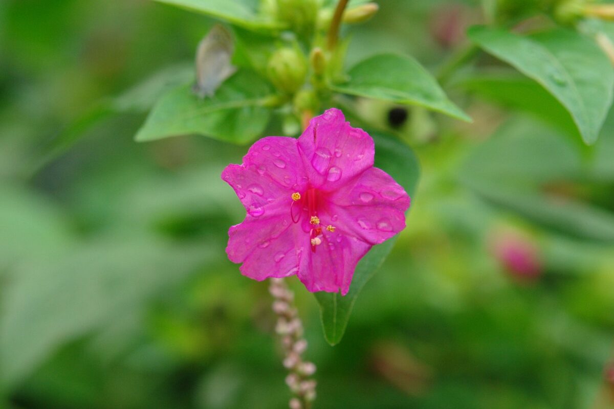 Mirabilis, Jalapa Mirabilis, Jalapa