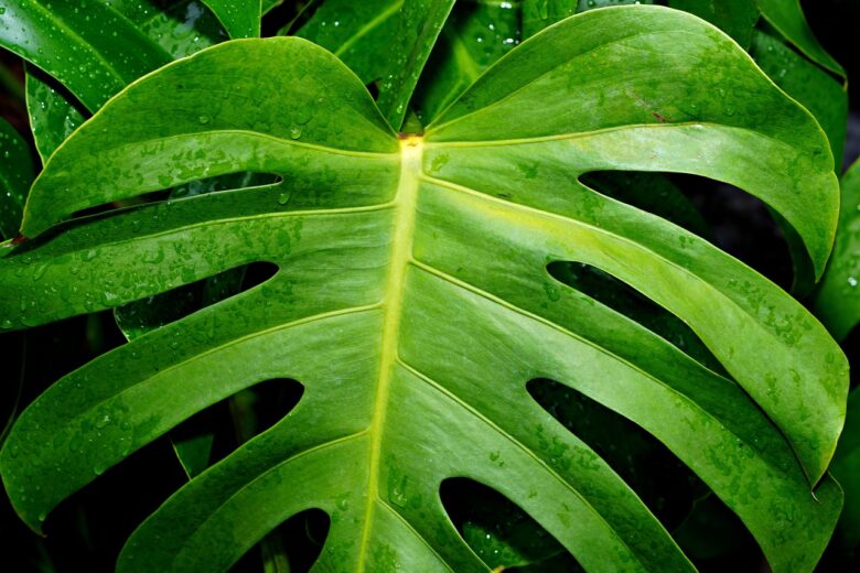 Monstera, Deliciosa