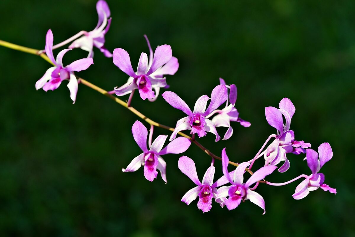 Orchidea Orchidea