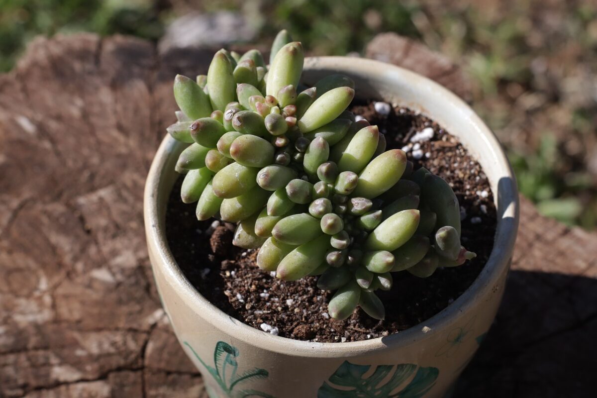 Pachyphytum, Compactum Pachyphytum, Compactum