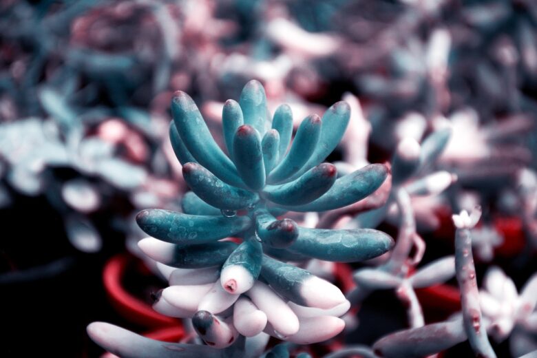 Pachyphytum, Compactum