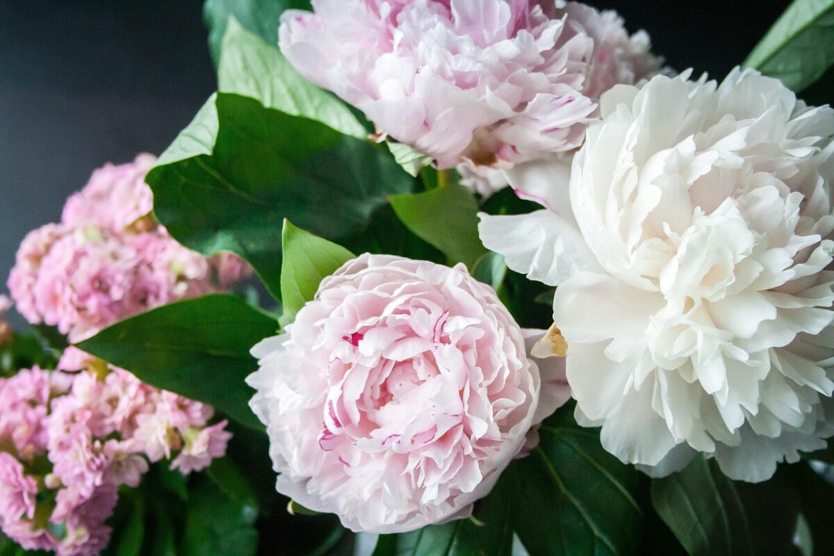 Peonie Peonie