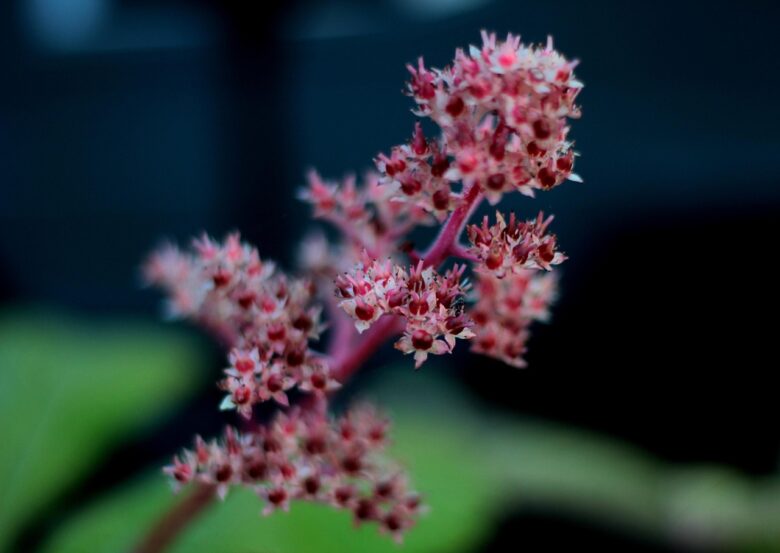 Rodgersia, Podophylla