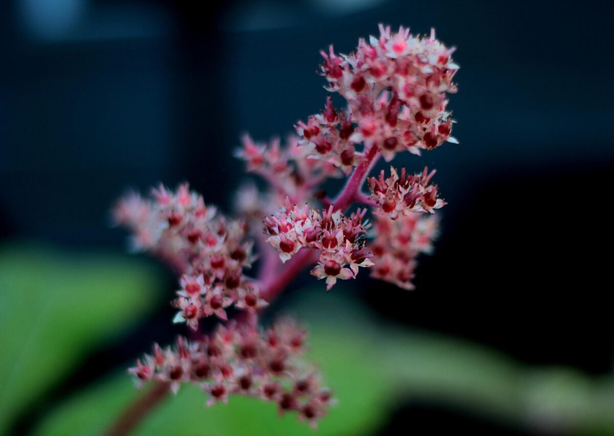 Rodgersia, Podophylla Rodgersia, Podophylla