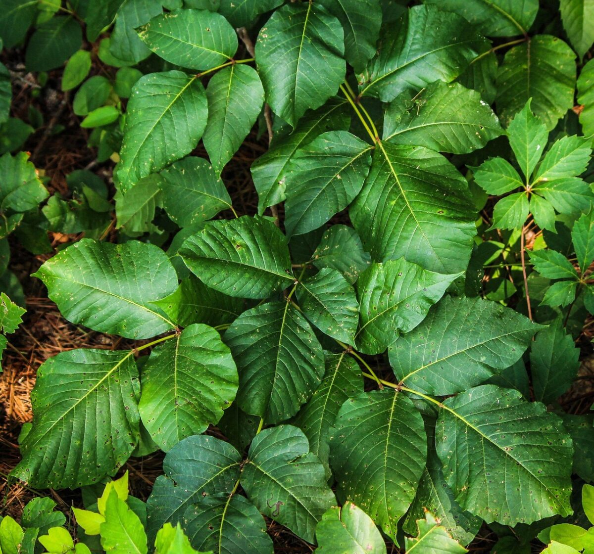 Toxicodendron, Radicans