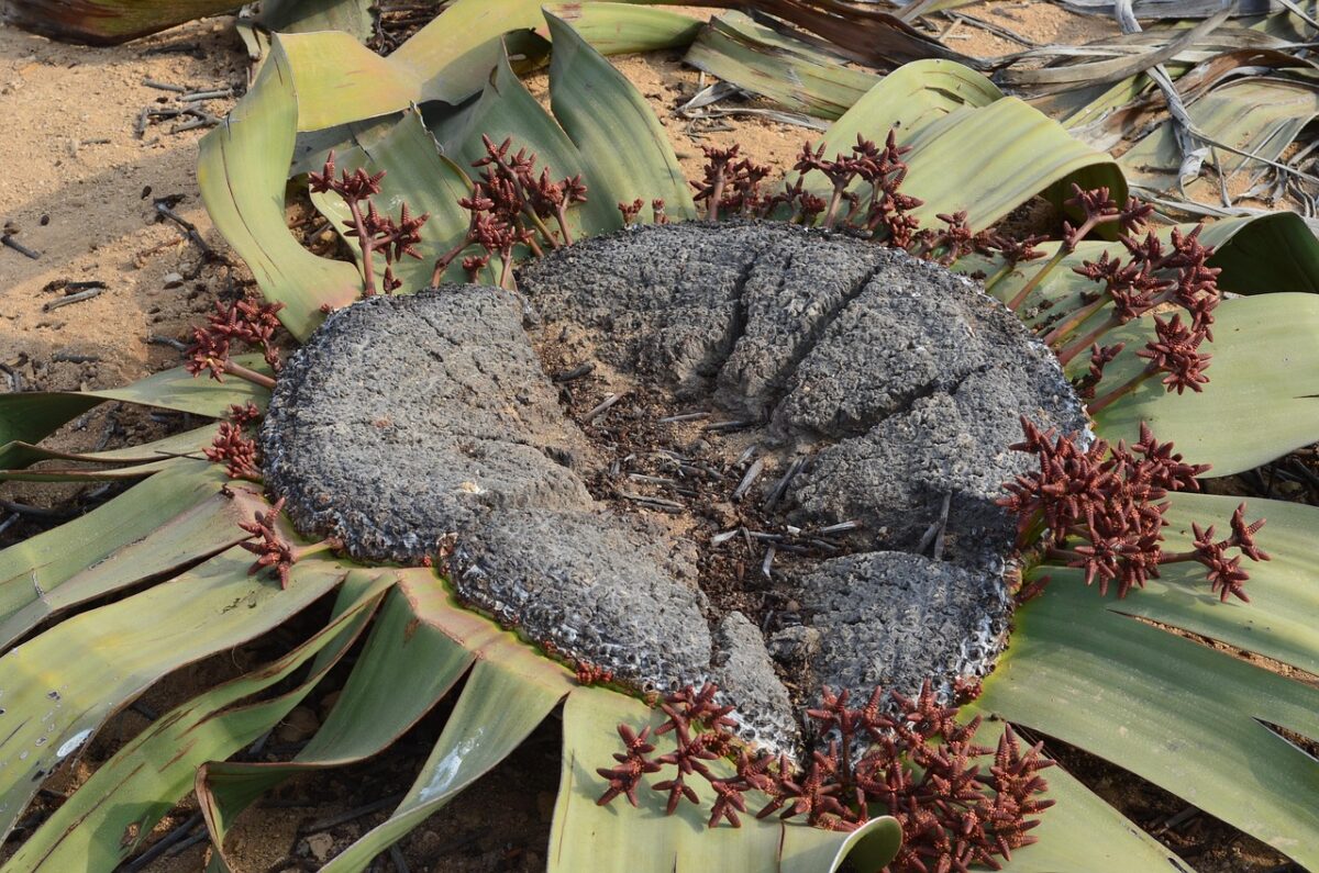 Welwitschia, Mirabilis Welwitschia, Mirabilis