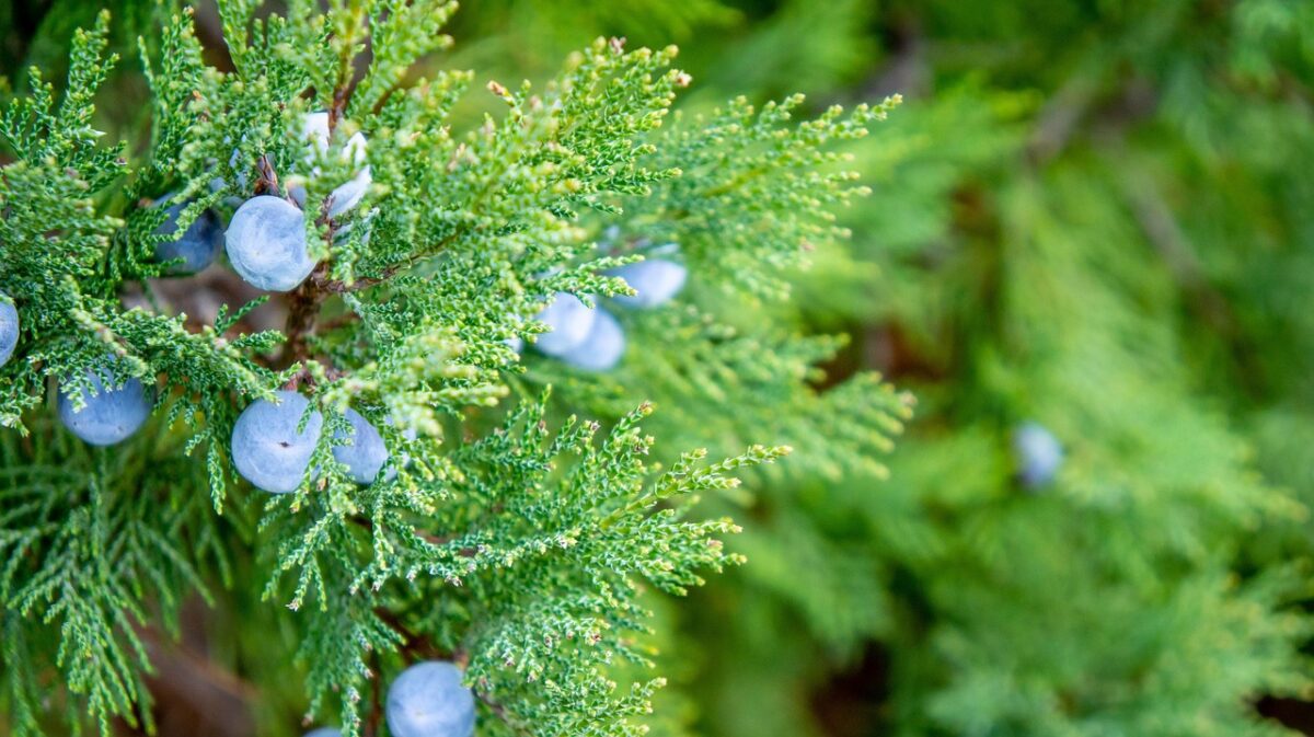 Yunnan, Cypress Yunnan, Cypress