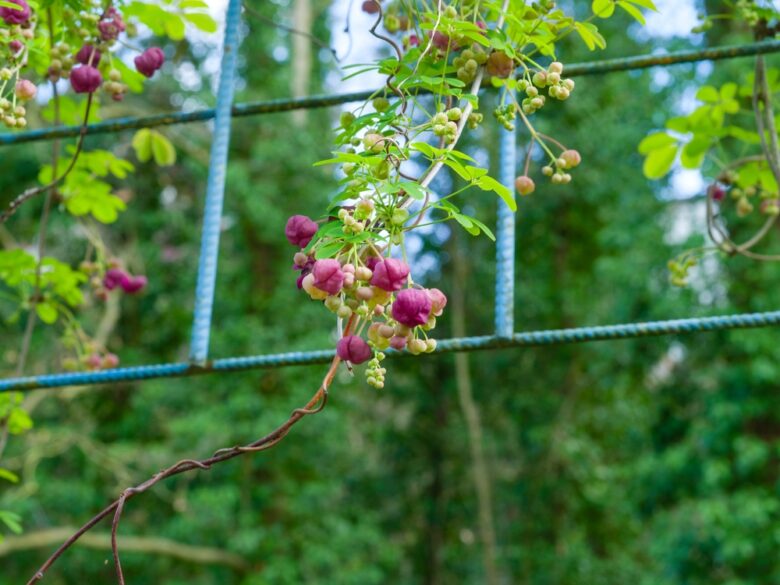 Lush,Growing,Of,Five-leaf,Akebia,Or,Climbing,Cucumber,(akebia,Quinata)
