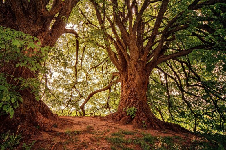 Alberi