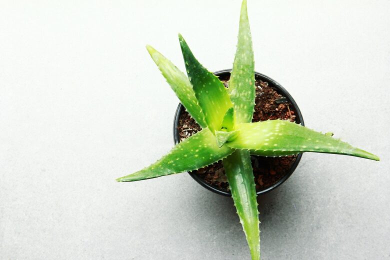 Aloe, Vera