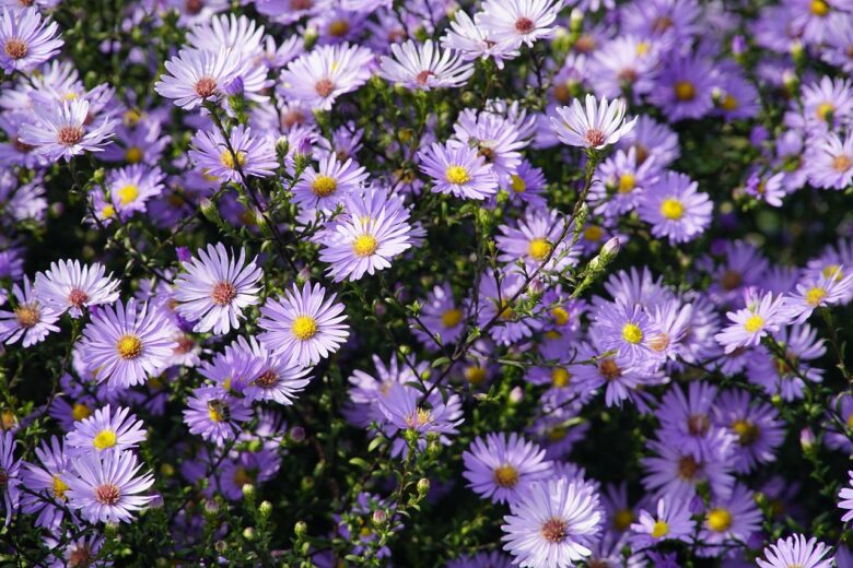 Aster