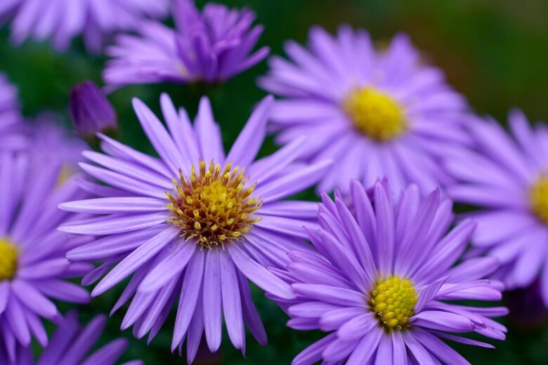 Aster