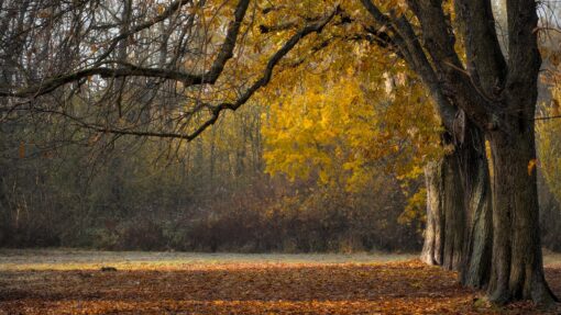 Video – 5 lavori da fare in casa prima dell’autunno