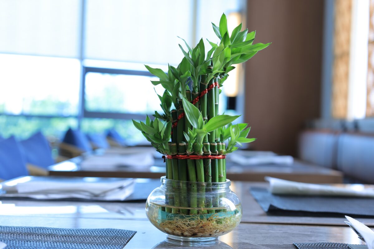 Dracaena,Sanderiana,Or,Lucky,Bamboo,Aka,Bamboo,Fortune,On,A Dracaena,Sanderiana,Or,Lucky,Bamboo,Aka,Bamboo,Fortune,On,A