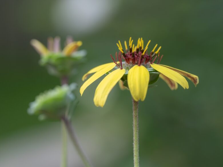 Berlandiera,Lyrata,Has,Dainty,Flowers,Of,Bright,Yellow,Petals,And