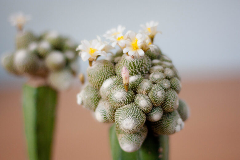 Blossfeldia,Liliputana,Is,Smallest,Cacti