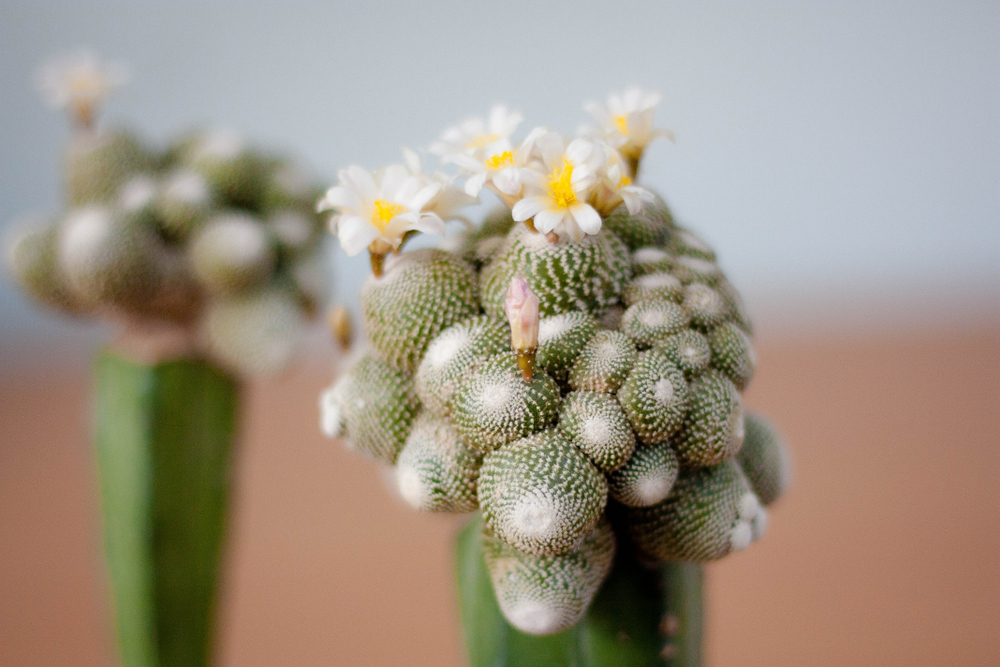Blossfeldia,Liliputana,Is,Smallest,Cacti Blossfeldia,Liliputana,Is,Smallest,Cacti