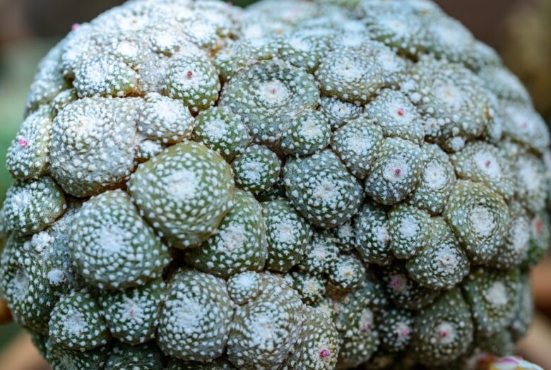 Blossfeldia,Liliputana,-,Cactus,In,A,Botanical,Collection,,Ukraine