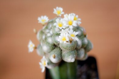 Sembra impossibile, ma questa pianta grassa è così piccola da stare quasi su un dito