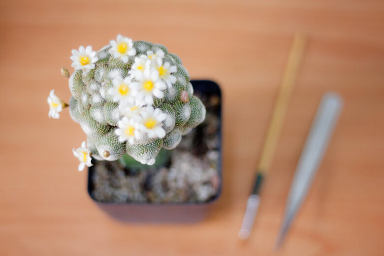 Blossfeldia,Liliputana,Pollinate,Time