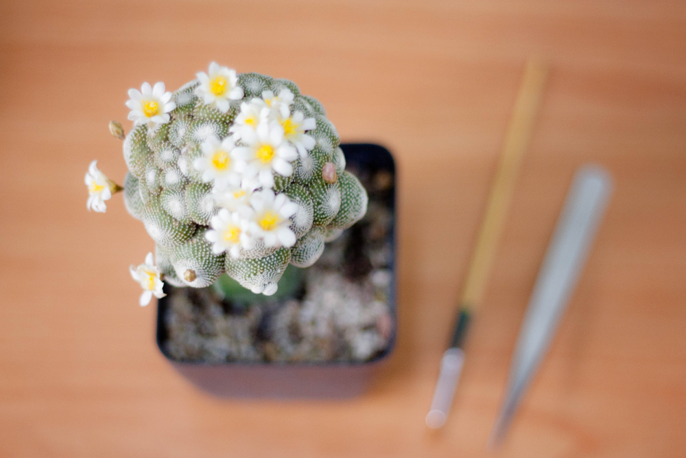 Blossfeldia,Liliputana,Pollinate,Time Blossfeldia,Liliputana,Pollinate,Time