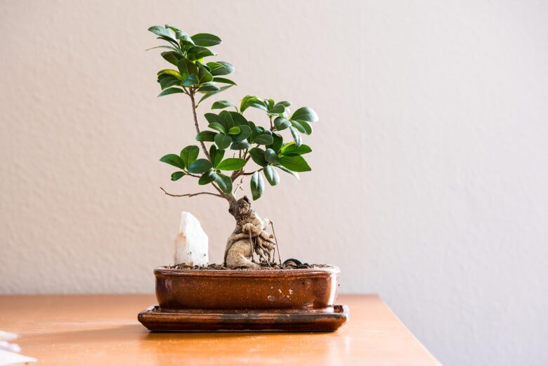 Bonsai,