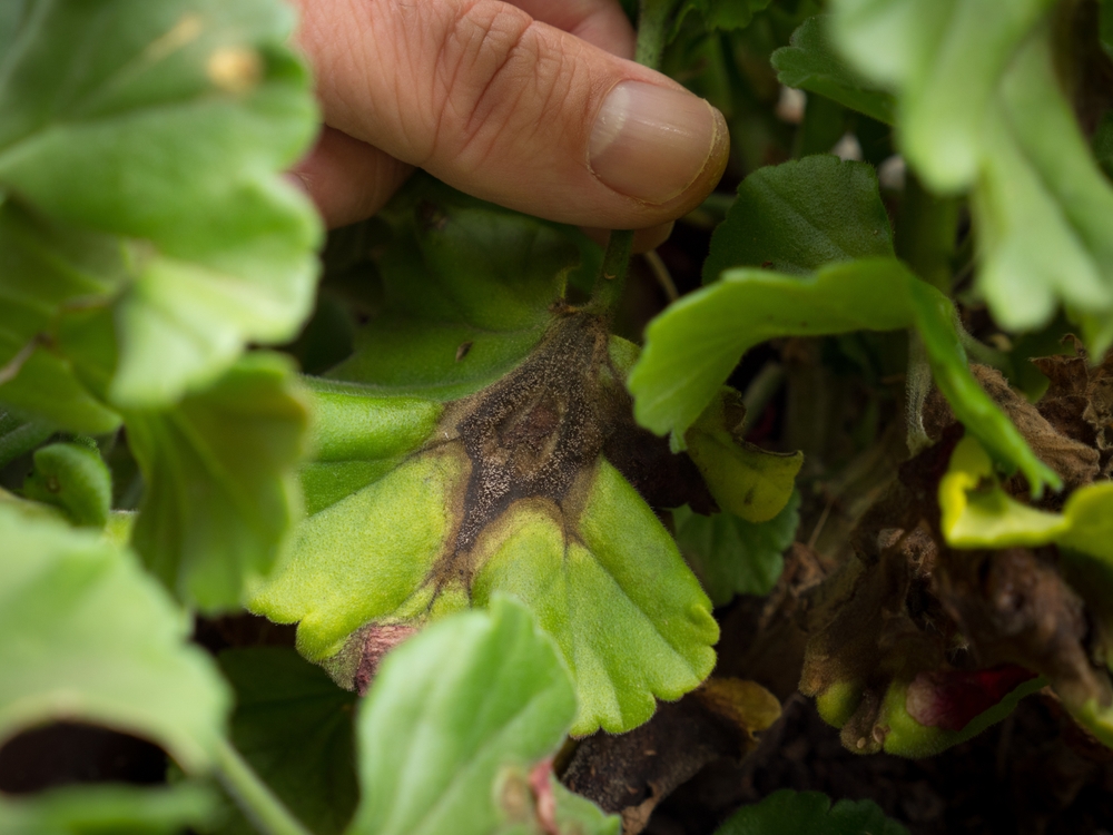 Hand,Holding,Leaf,Of,Pelargonium,Infected,By,Botrytis,-,Brown, Hand,Holding,Leaf,Of,Pelargonium,Infected,By,Botrytis,-,Brown,