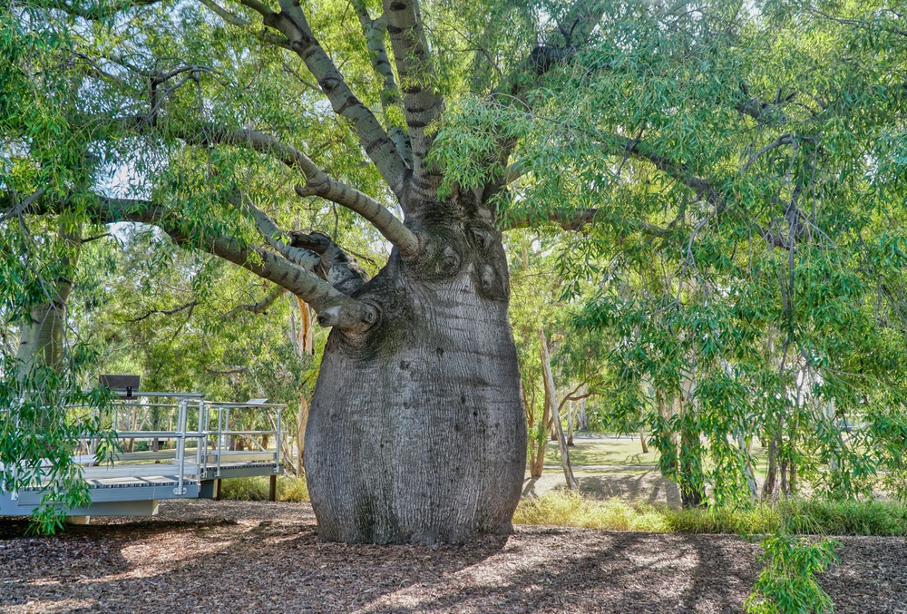 Bottle,Tree,,Is,A,Distinctive,Australian,Native,Tree,Renowned,For Bottle,Tree,,Is,A,Distinctive,Australian,Native,Tree,Renowned,For
