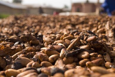 Il cambiamento climatico minaccia il cacao: ecco perché il cioccolato è a rischio