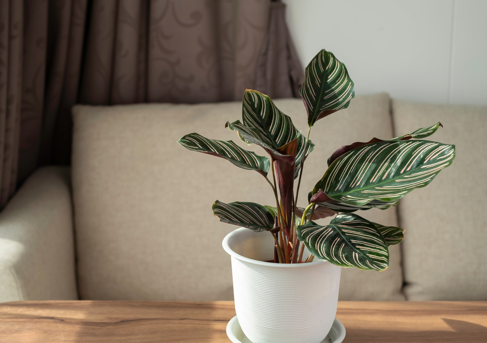 Calathea,Ornata,Or,Calathea,Pinstripe,Or,Pinstripe,Plant,Is,Indoor Calathea,Ornata,Or,Calathea,Pinstripe,Or,Pinstripe,Plant,Is,Indoor