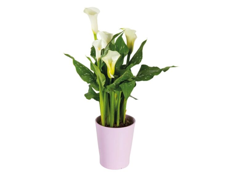 calla-lidl (1)