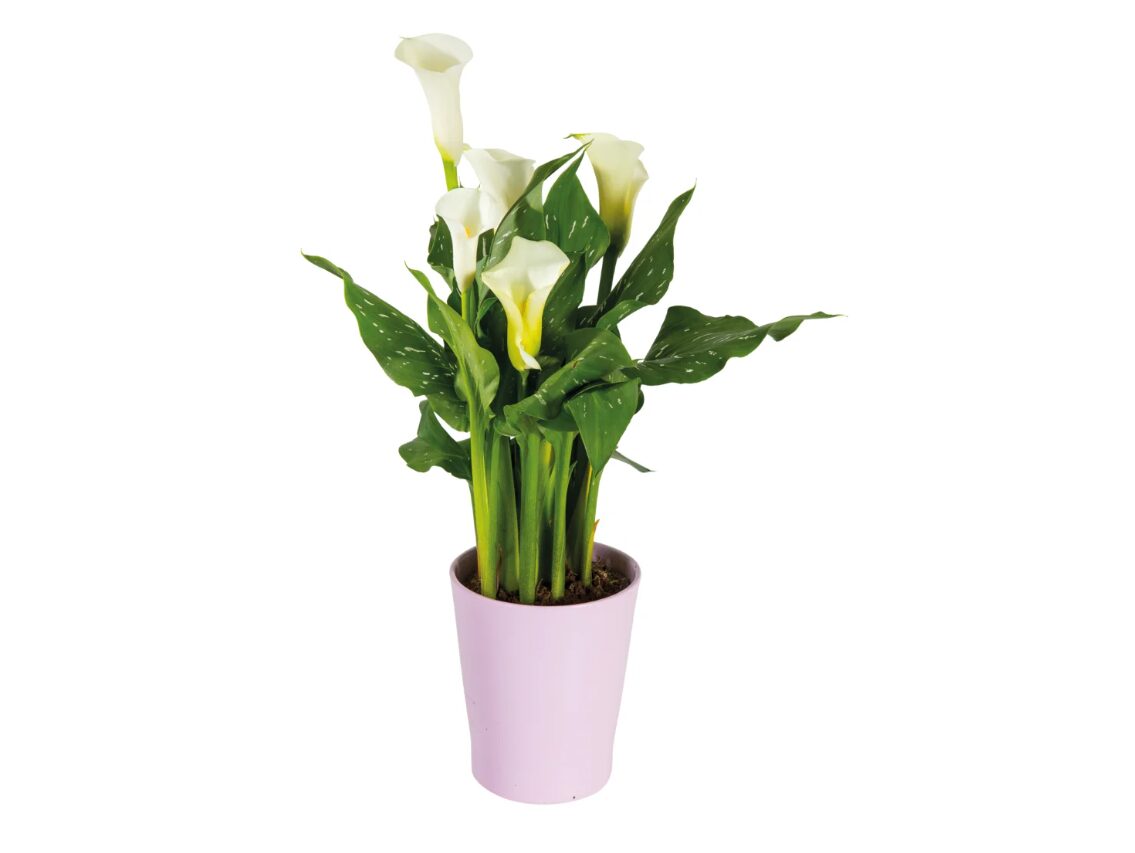 calla-lidl (1) calla-lidl (1)