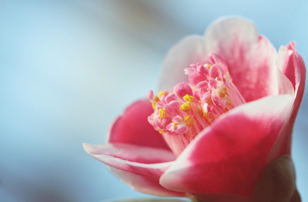Camelia Camelia