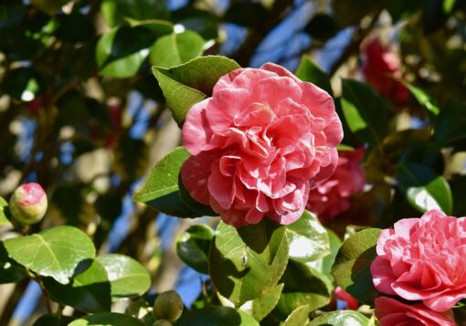 Camelia coltivazione