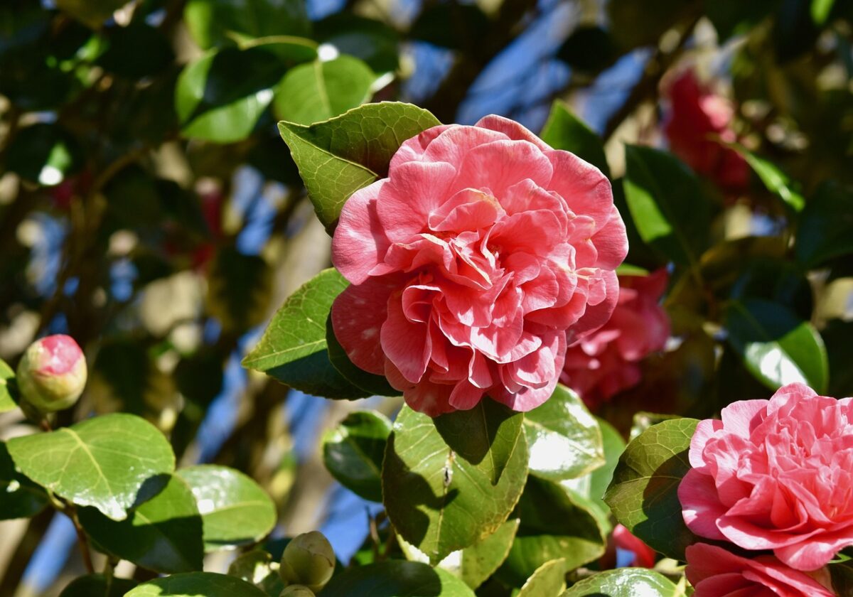 Camelia Camelia