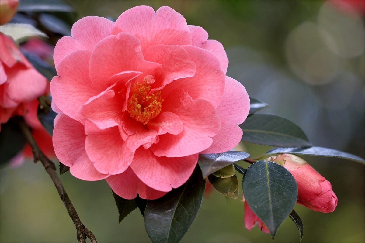Camelia Camelia