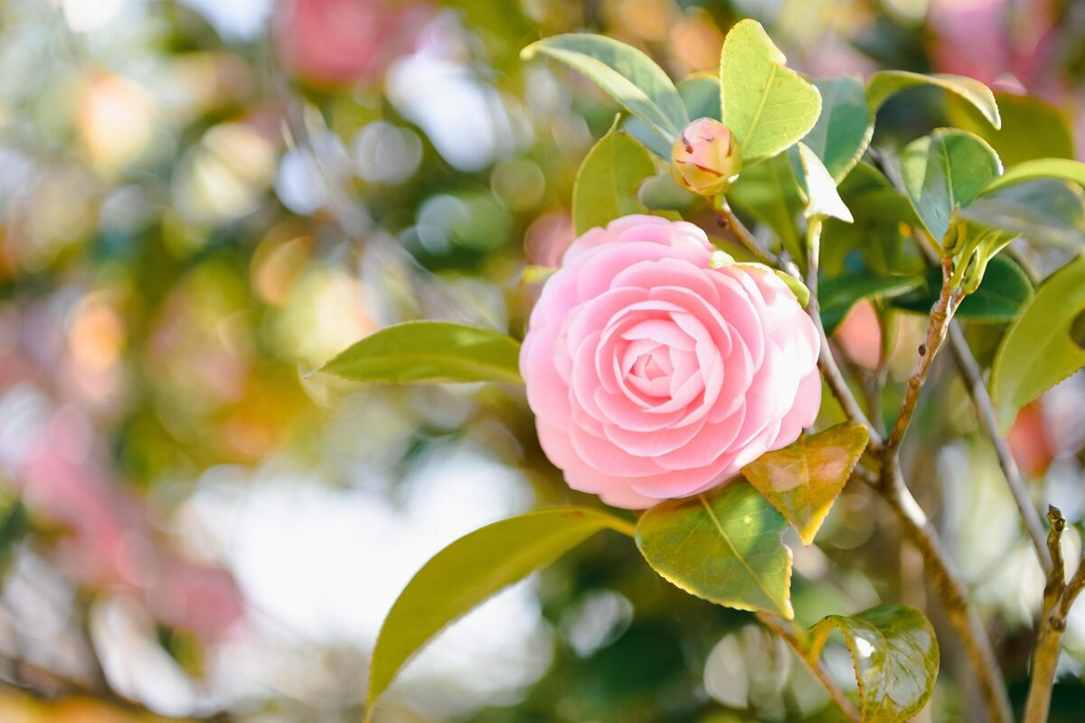 Camelia Camelia