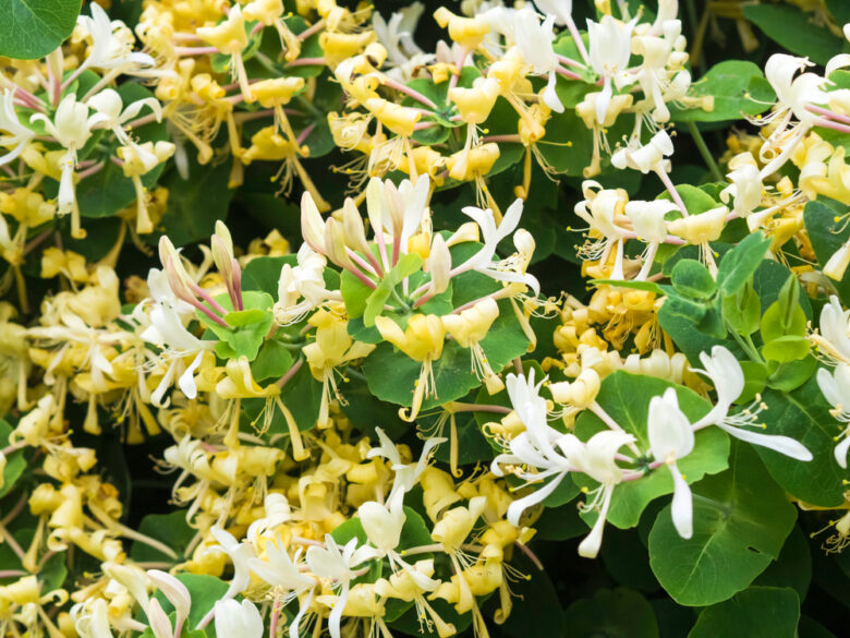 Perfoliate,Honeysuckle,,Lonicera,Caprifolium,,Scented,Deciduous,Climber,Looming,In,June