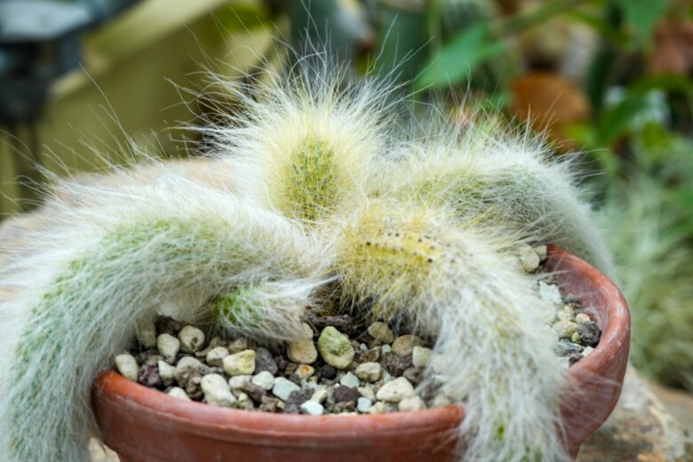 Close-up,Of,A,Cleistocactus,Colademononis.,The,Species,Name,Means,Monkey