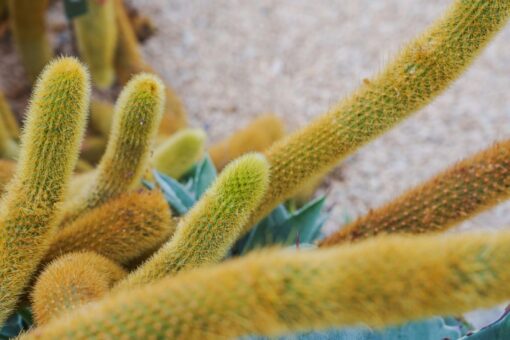 Sembra una coda di scimmia, ma è una delle piante grasse più spettacolari da coltivare