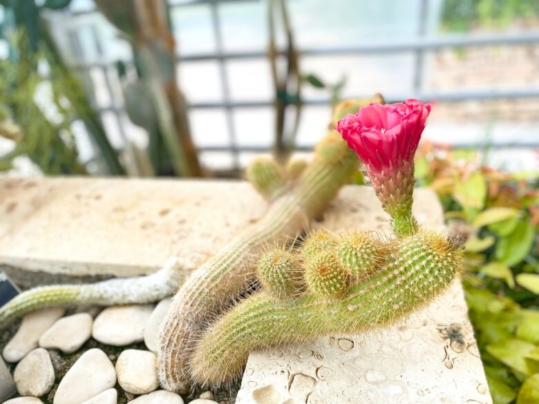 Pink,Cleistocactus,Colademononis,Flower,Close-up,On,Cactus,Stem,On,Edge