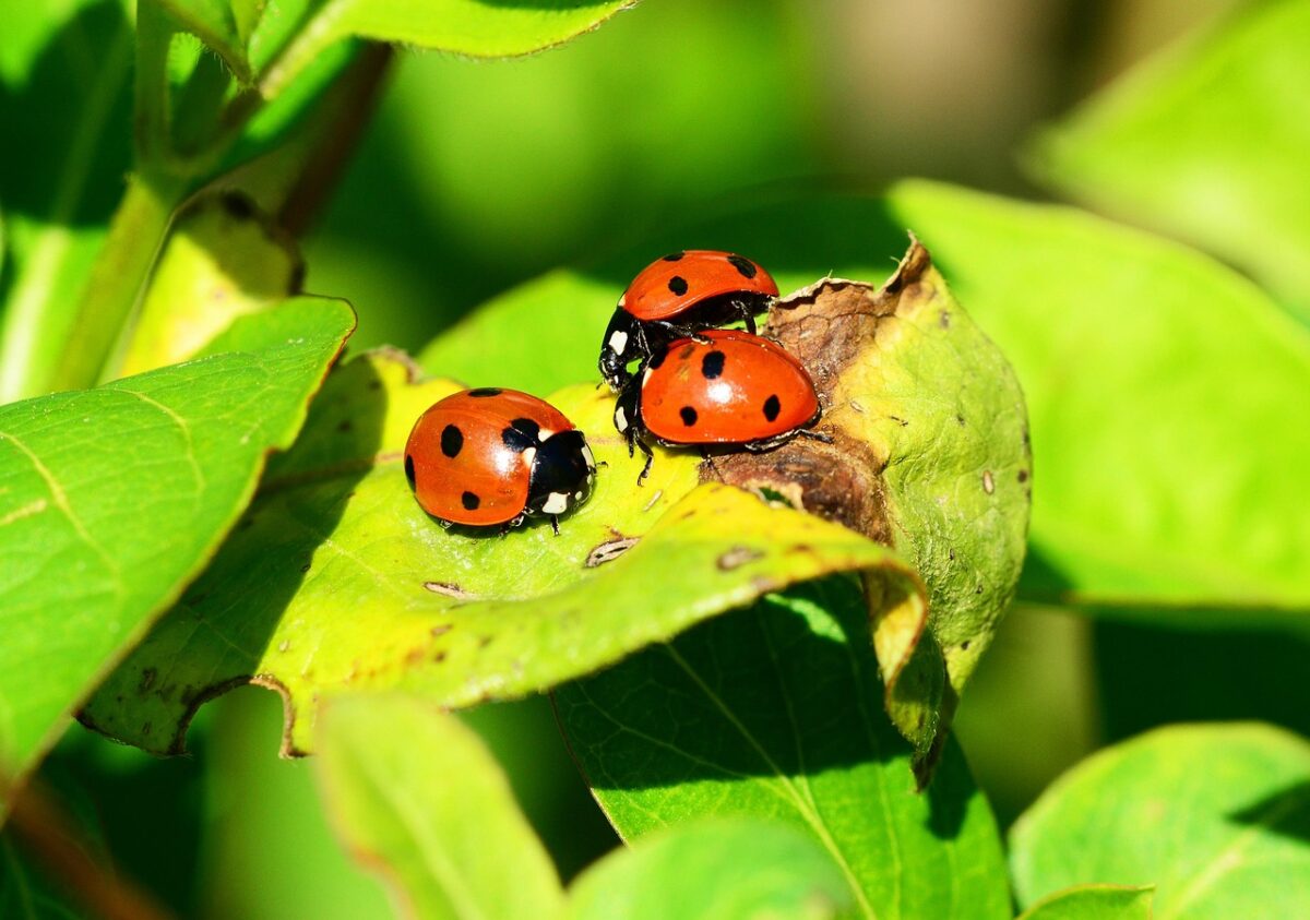 Coccinelle Coccinelle