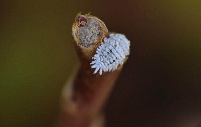 Cocciniglia