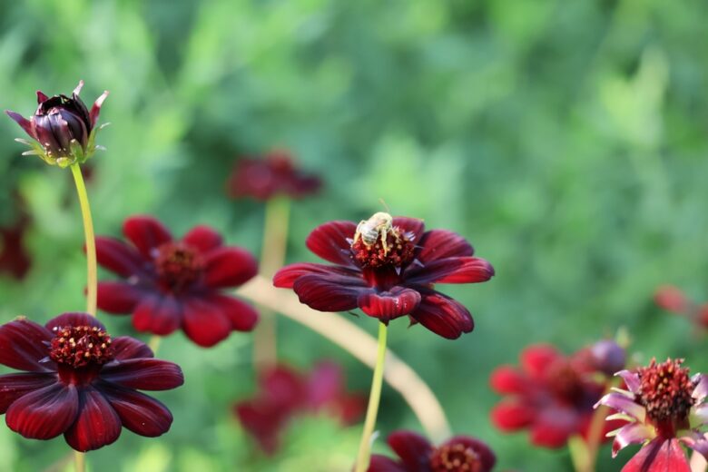Chocolate,Cosmos,(cosmos,Atrosanguineus),Flower,Bed