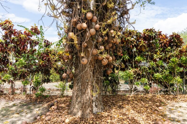 Couroupita,Guianensis,(cannonball,Tree),With,Ripe,Fruit,On,Warm,Summer